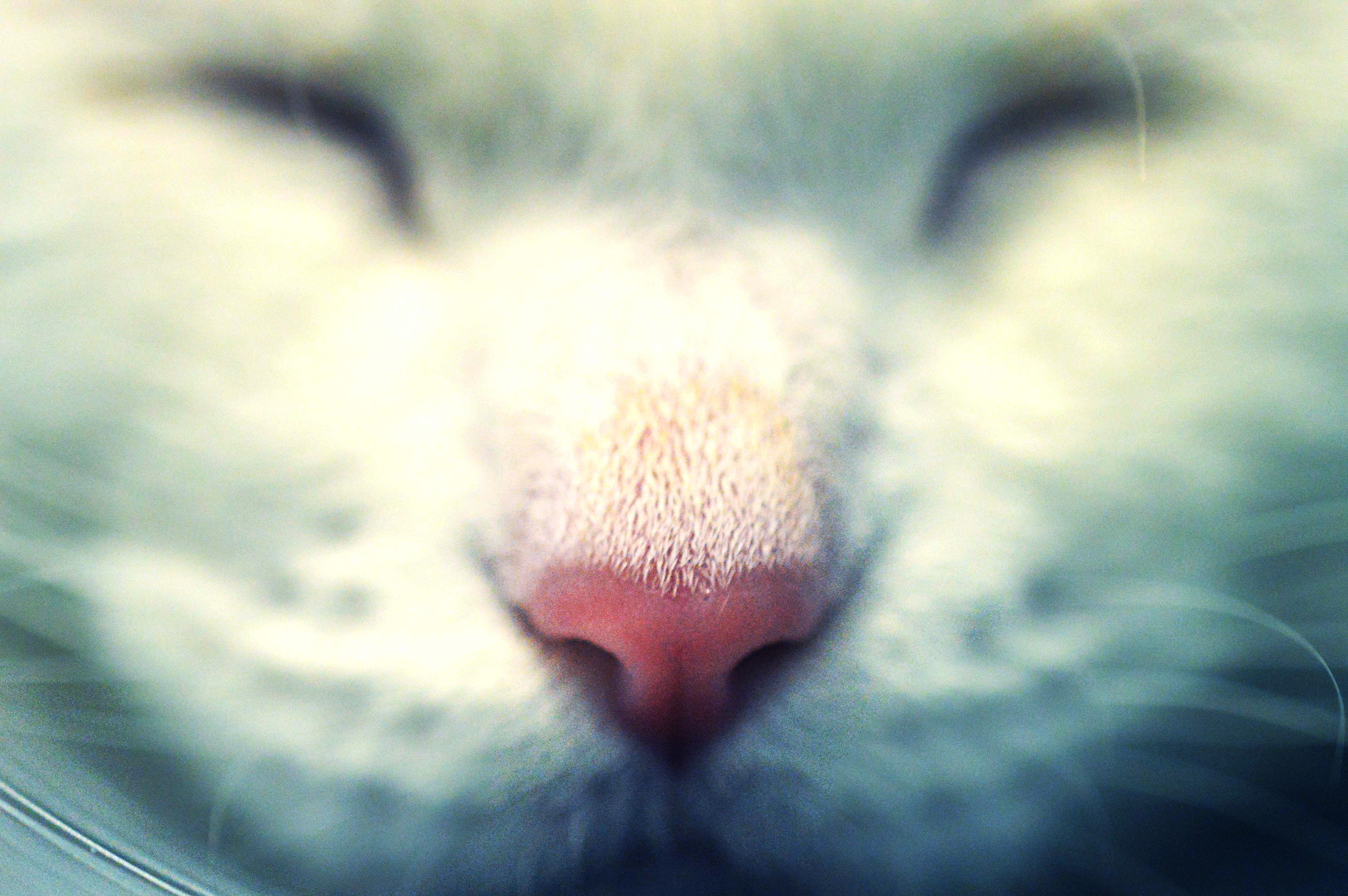 Photo of Sleeping Cat
